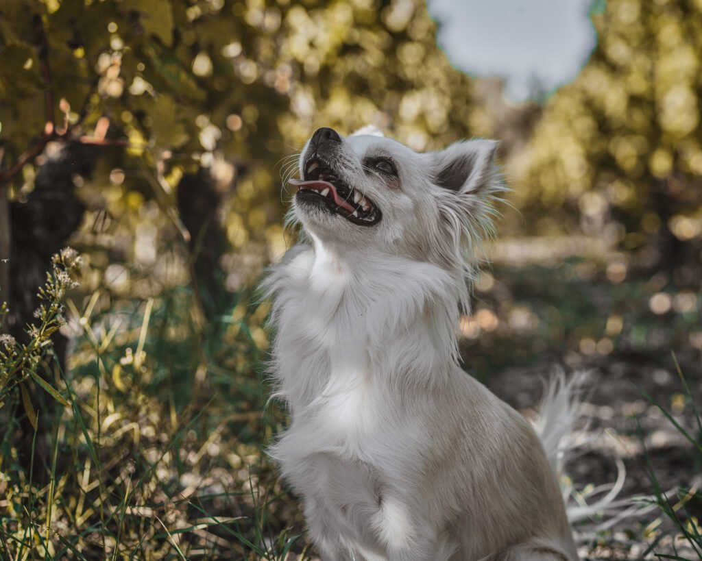 photographe gironde animaux de compagnie vigne 