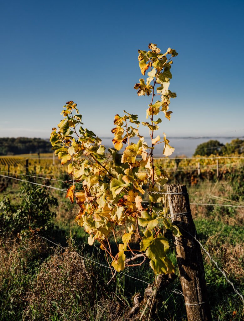 photographe gironde vigne 