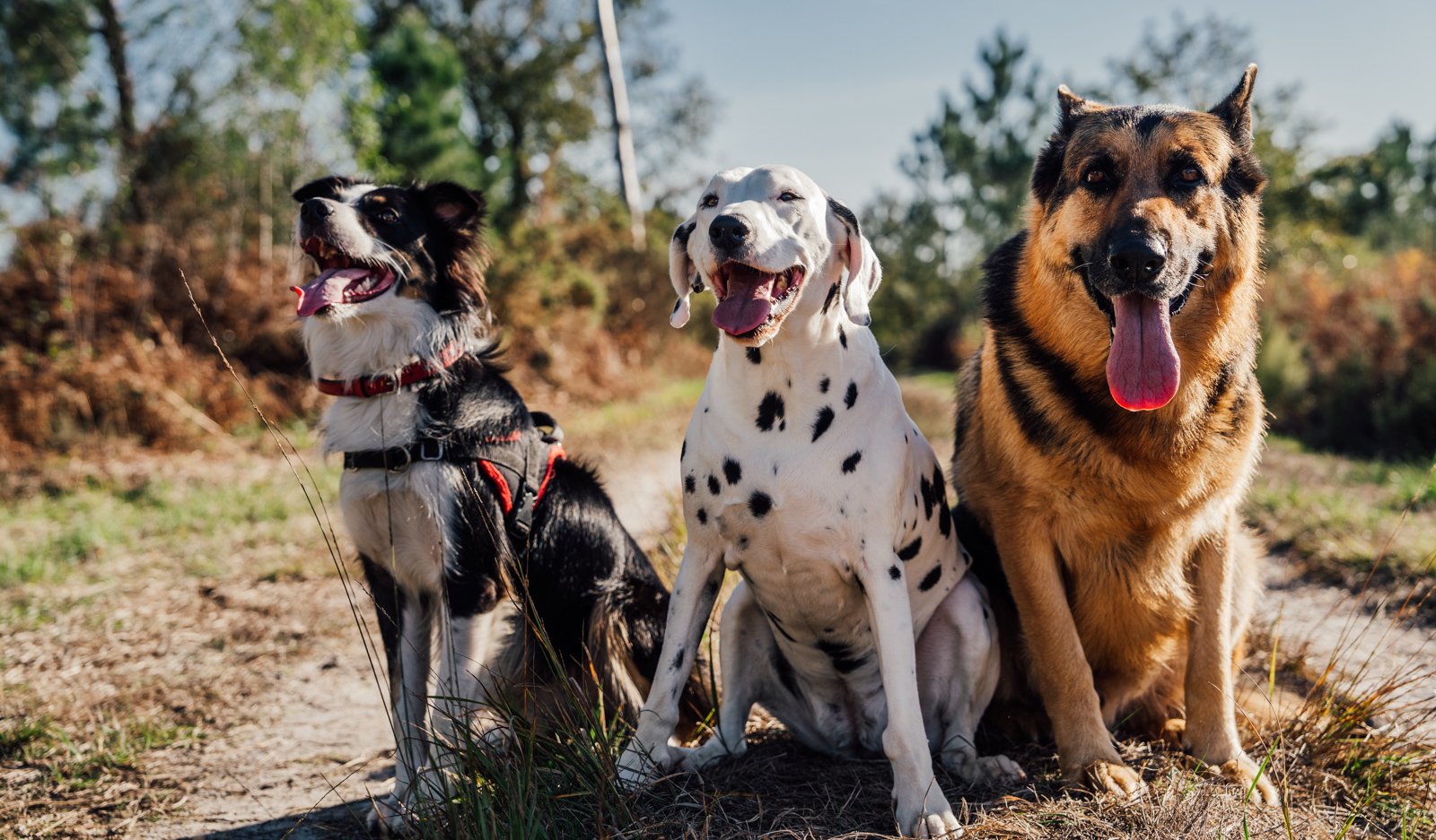 photographie de chien, animaux de compagnie par Bastien Sellier Photographe Médoc et Gironde