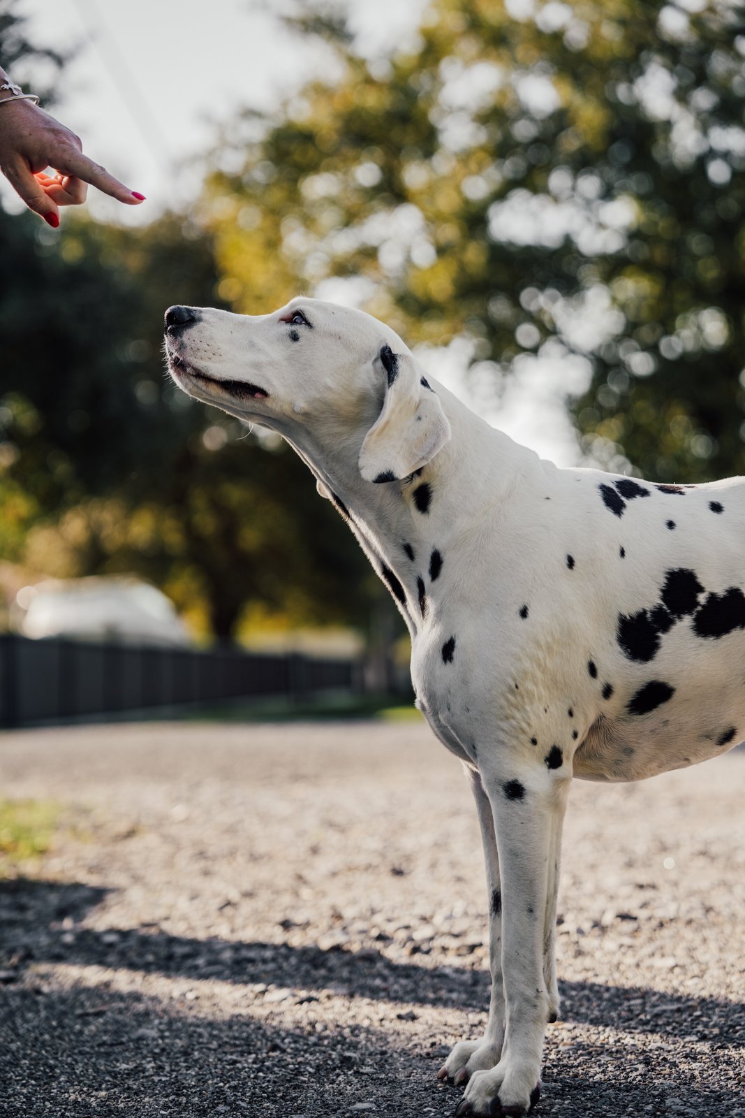 Photographe animaux de compagnie